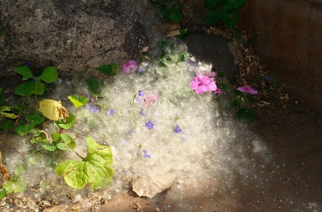 A Drift of Cottonwood Snow