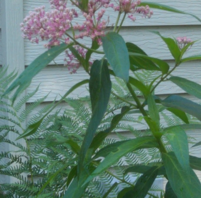 From Milkweed to Monarch